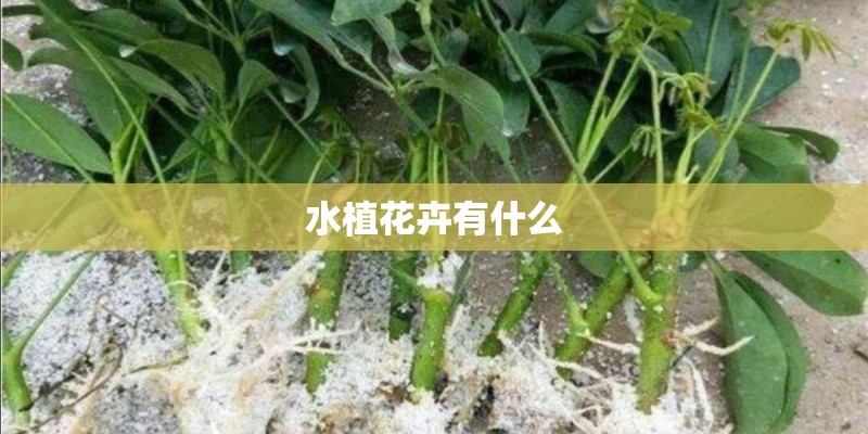 水植花卉有什么