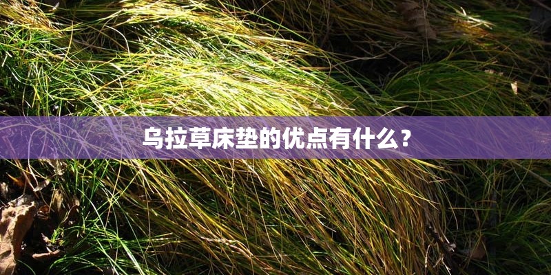 乌拉草床垫的优点有什么？