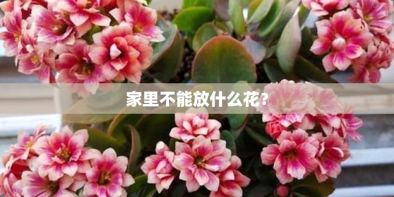 家里不能放什么花? 家里不能放什么花?