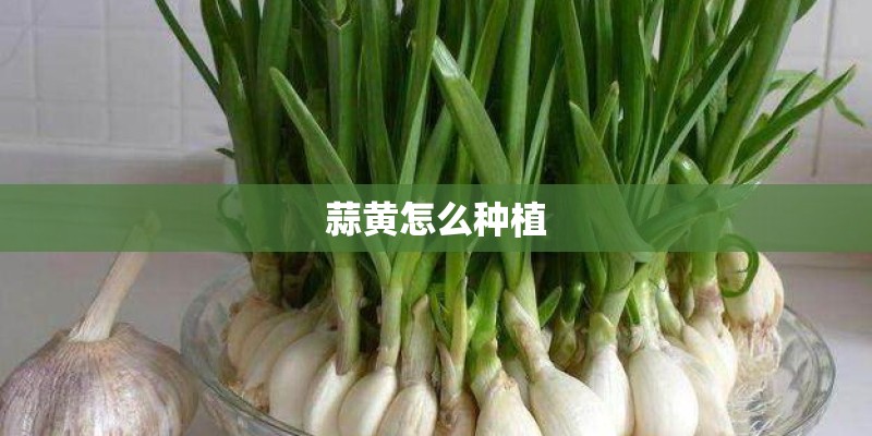 蒜黄怎么种植 蒜黄怎么种植