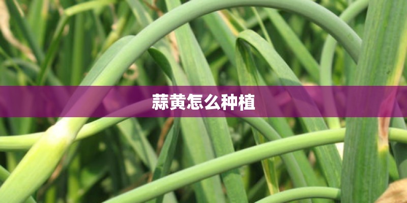 蒜黄怎么种植 蒜黄怎么种植