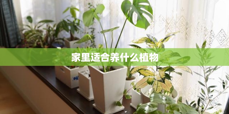 家里适合养什么植物