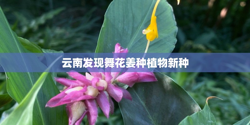 云南发现舞花姜种植物新种