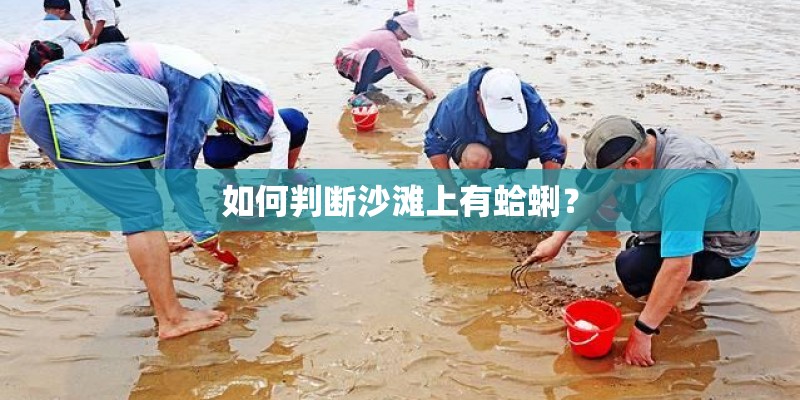 如何判断沙滩上有蛤蜊? 如何判断沙滩上有蛤蜊?