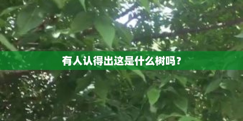 有人认得出这是什么树吗? 有人认得出这是什么树吗?