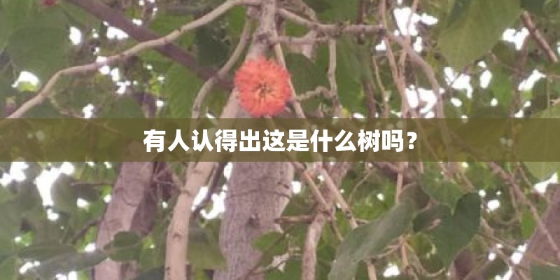 有人认得出这是什么树吗? 有人认得出这是什么树吗?