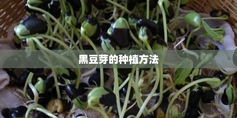 黑豆芽的种植方法 黑豆芽的种植方法