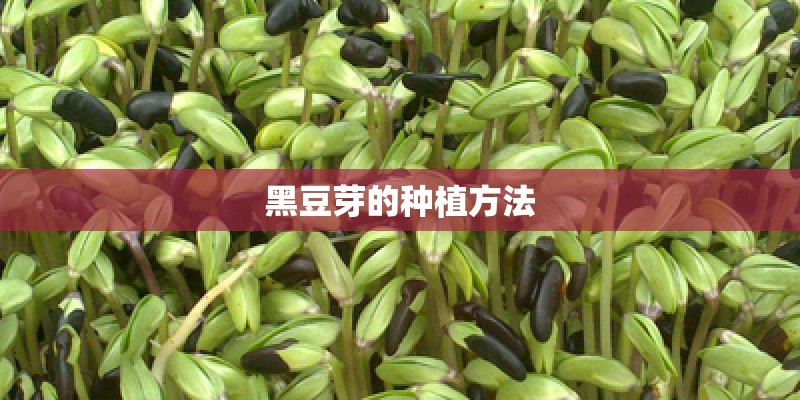 黑豆芽的种植方法 黑豆芽的种植方法