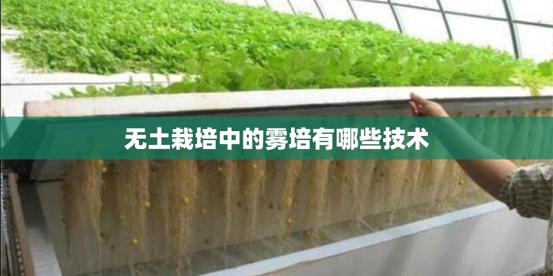 无土栽培中的雾培有哪些技术 无土栽培中的雾培有哪些技术