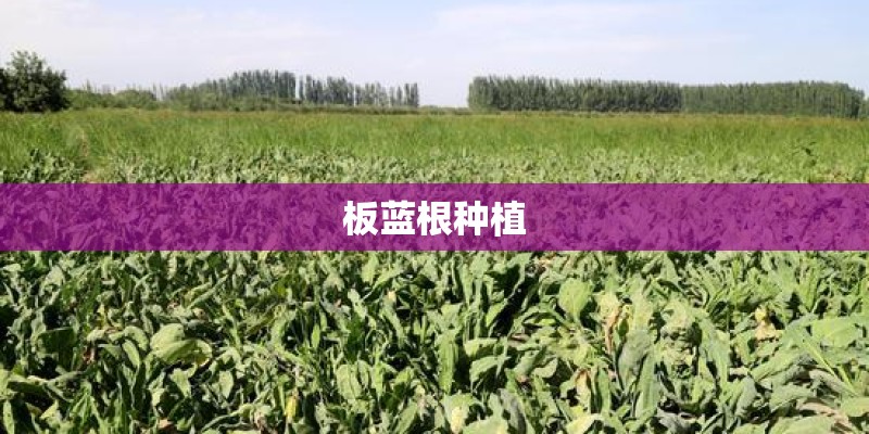 板蓝根种植 板蓝根种植
