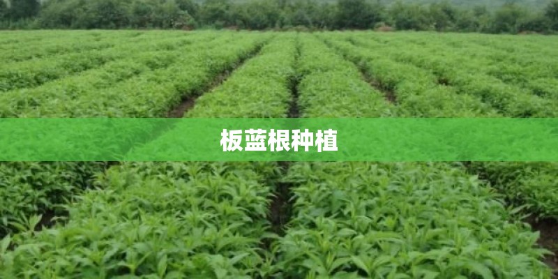 板蓝根种植 板蓝根种植