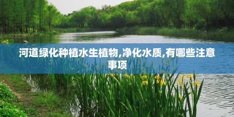 河道绿化种植水生植物,净化水质,有哪些注意事项 河道绿化种植水生植物,净化水质,有哪些注意事项