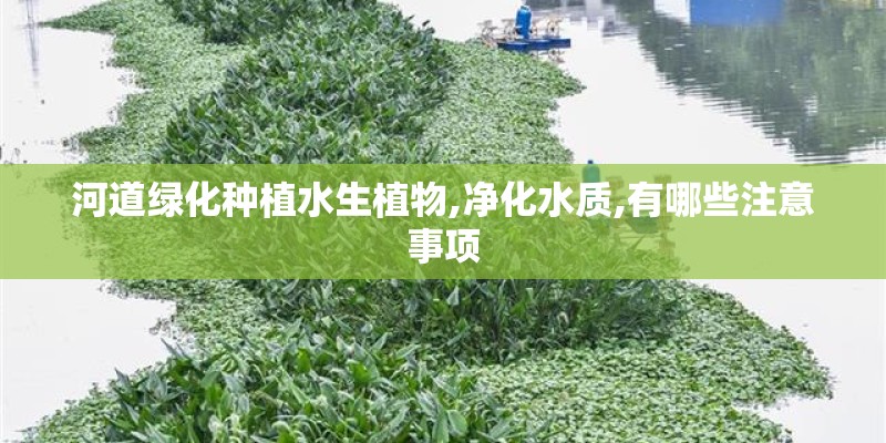 河道绿化种植水生植物,净化水质,有哪些注意事项 河道绿化种植水生植物,净化水质,有哪些注意事项