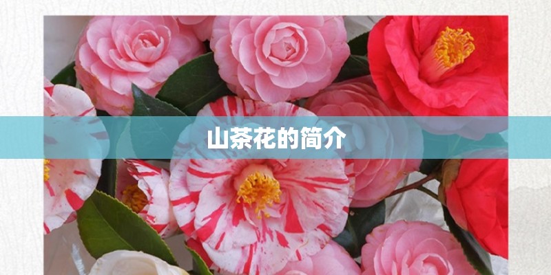 山茶花的简介 山茶花的简介