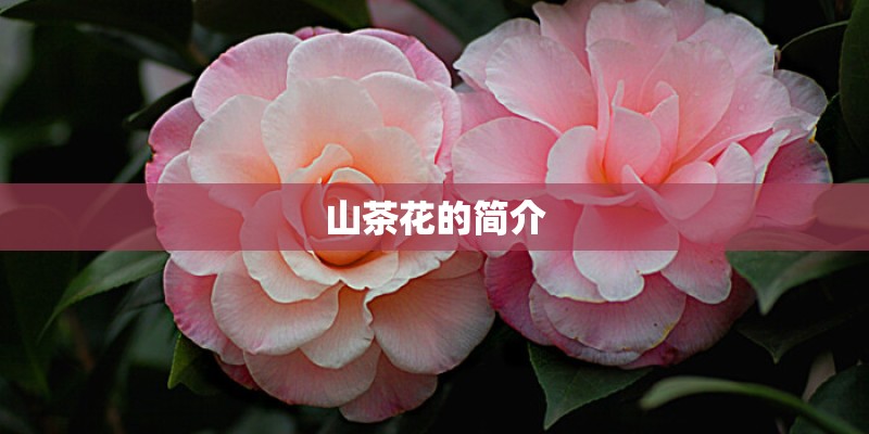山茶花的简介 山茶花的简介