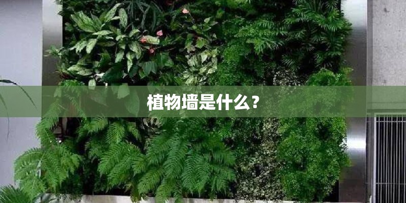 植物墙是什么？