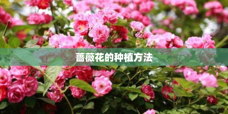 蔷薇花的种植方法 蔷薇花的种植方法