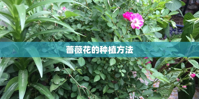 蔷薇花的种植方法 蔷薇花的种植方法
