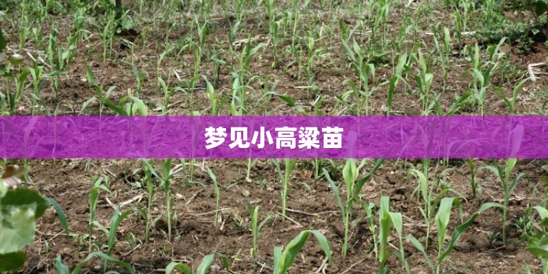 梦见小高粱苗