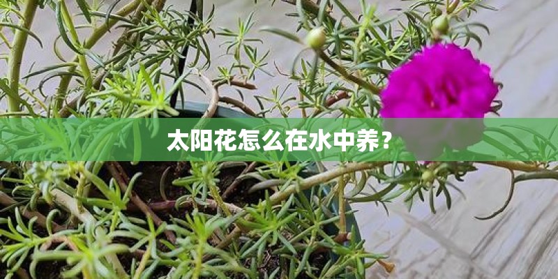 太阳花怎么在水中养？
