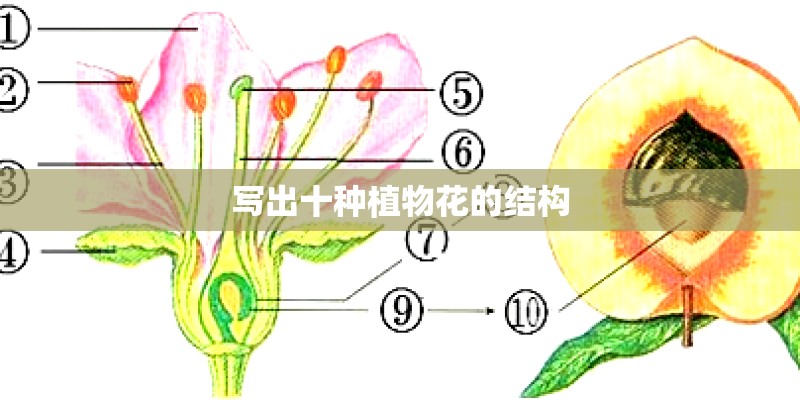 写出十种植物花的结构 写出十种植物花的结构