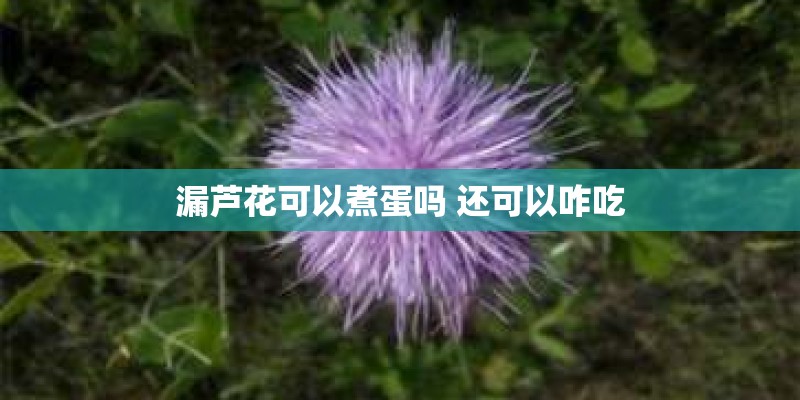 漏芦花可以煮蛋吗 还可以咋吃 漏芦花可以煮蛋吗 还可以咋吃