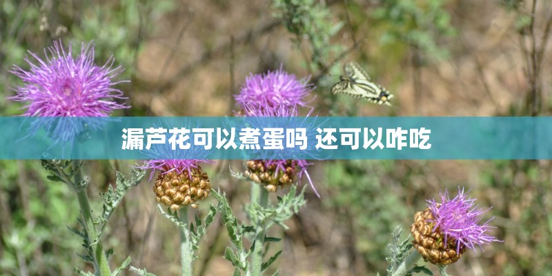 漏芦花可以煮蛋吗 还可以咋吃 漏芦花可以煮蛋吗 还可以咋吃