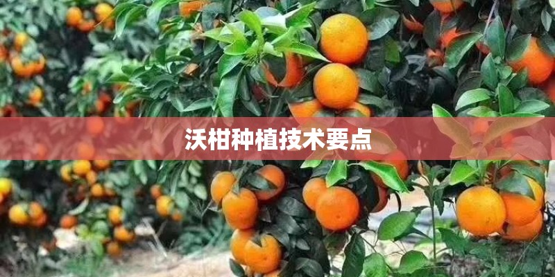 沃柑种植技术要点 沃柑种植技术要点
