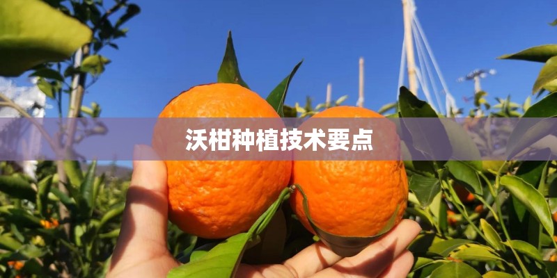 沃柑种植技术要点 沃柑种植技术要点