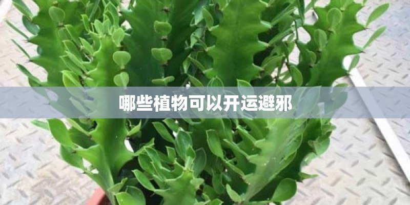 哪些植物可以开运避邪 哪些植物可以开运避邪