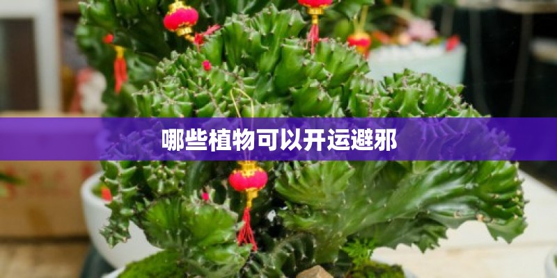 哪些植物可以开运避邪 哪些植物可以开运避邪