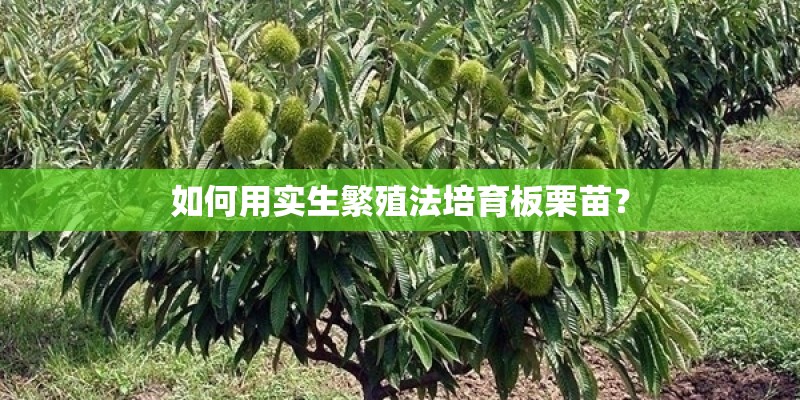 如何用实生繁殖法培育板栗苗? 如何用实生繁殖法培育板栗苗?