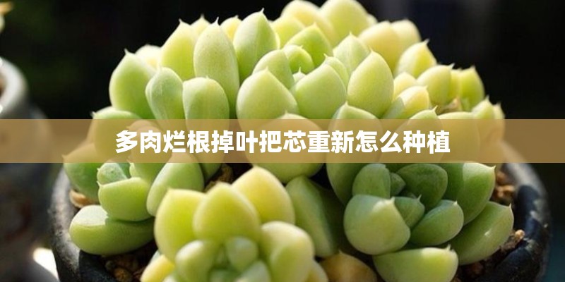 多肉烂根掉叶把芯重新怎么种植
