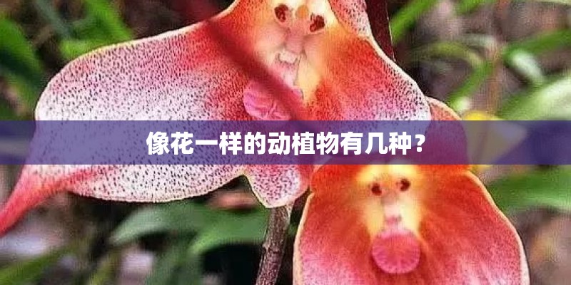像花一样的动植物有几种? 像花一样的动植物有几种?