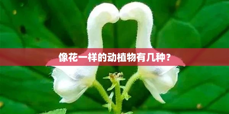 像花一样的动植物有几种? 像花一样的动植物有几种?