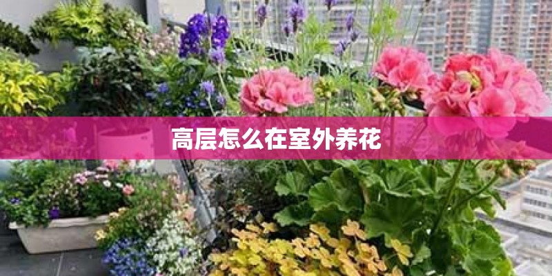 高层怎么在室外养花