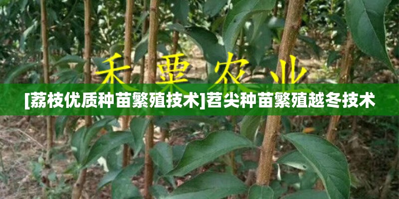 [荔枝优质种苗繁殖技术]苕尖种苗繁殖越冬技术