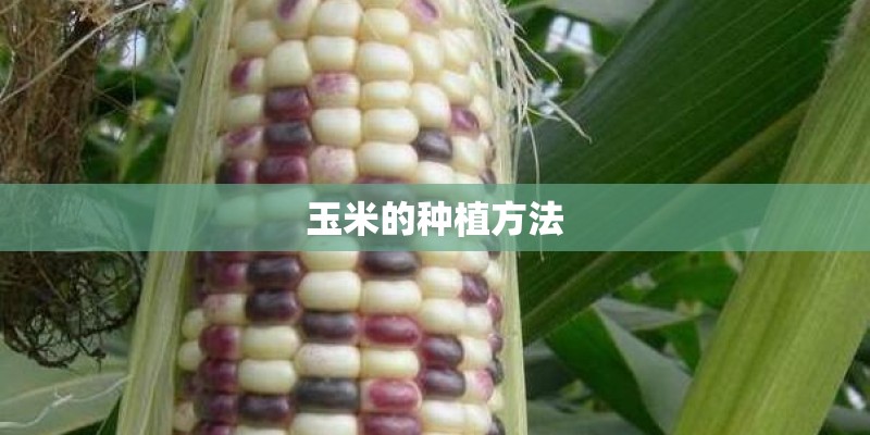 玉米的种植方法 玉米的种植方法