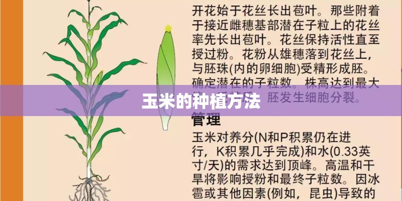 玉米的种植方法 玉米的种植方法
