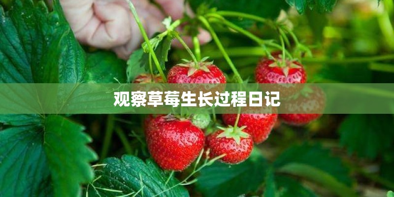 观察草莓生长过程日记
