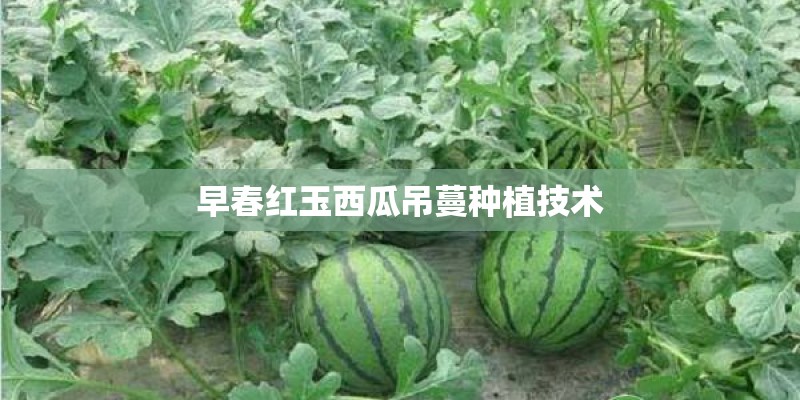 早春红玉西瓜吊蔓种植技术