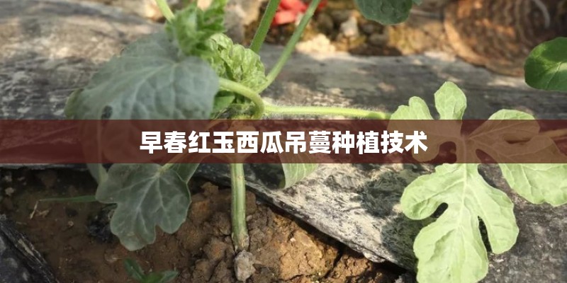早春红玉西瓜吊蔓种植技术 早春红玉西瓜吊蔓种植技术