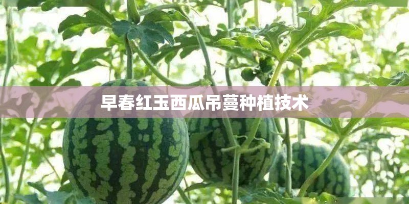 早春红玉西瓜吊蔓种植技术 早春红玉西瓜吊蔓种植技术