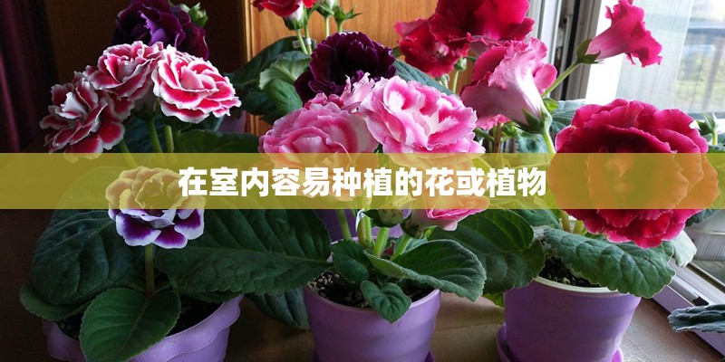 在室内容易种植的花或植物
