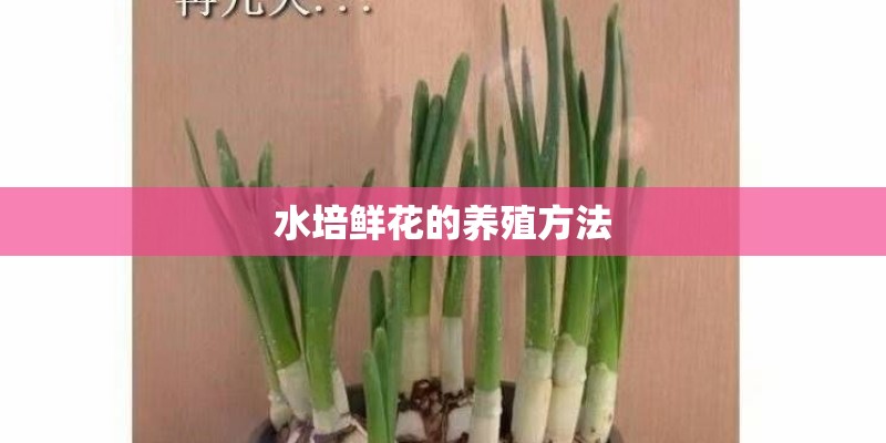 水培鲜花的养殖方法 水培鲜花的养殖方法