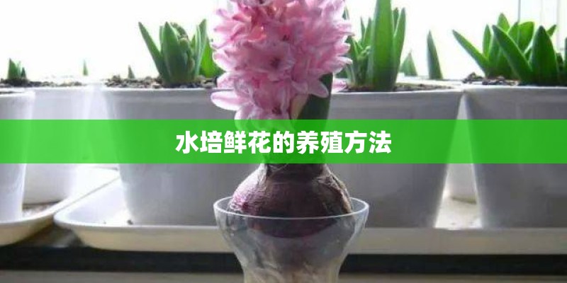 水培鲜花的养殖方法 水培鲜花的养殖方法