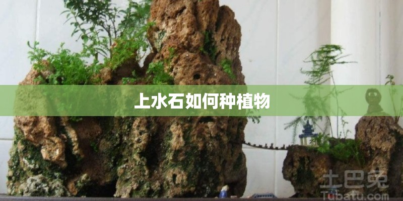 上水石如何种植物