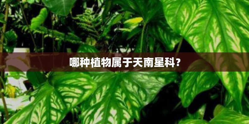 哪种植物属于天南星科？