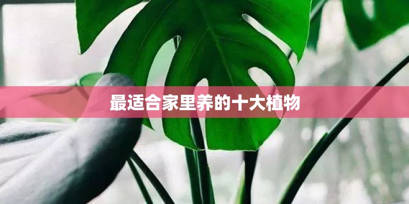 最适合家里养的十大植物