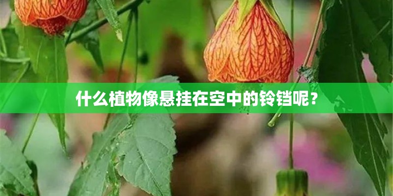什么植物像悬挂在空中的铃铛呢? 什么植物像悬挂在空中的铃铛呢?